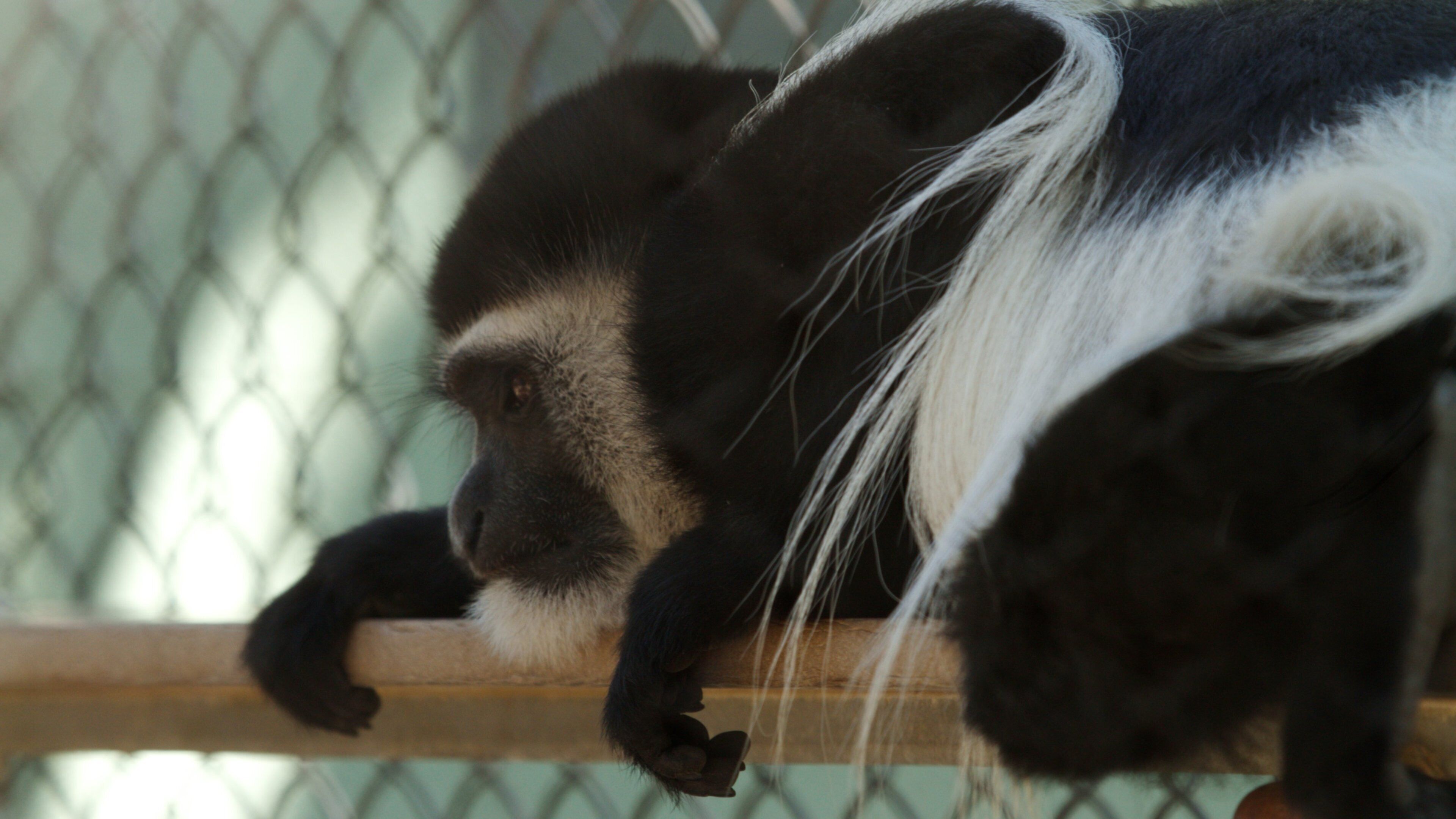 Santa Ana Zoo which includes animals and zoo animals
