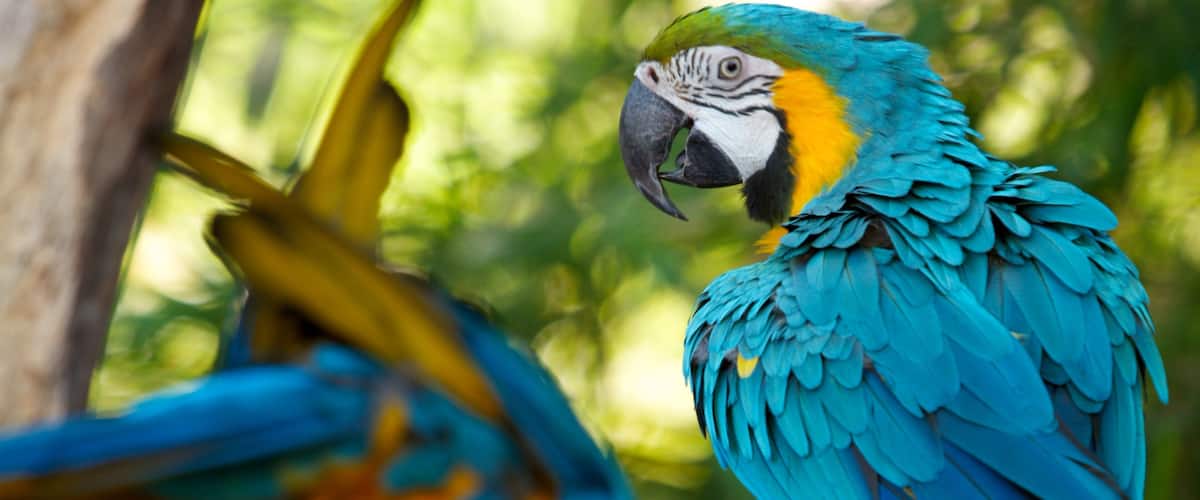 Santa Ana Zoo showing landscape views, bird life and zoo animals
