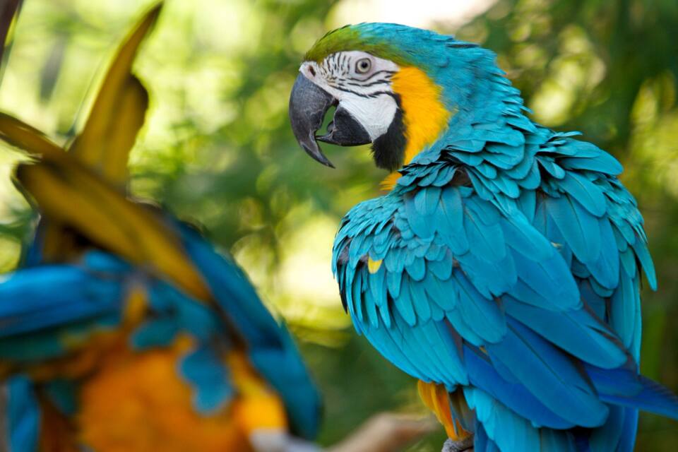 A blue and yellow parrot with a black beak and white face, perched on a branch.