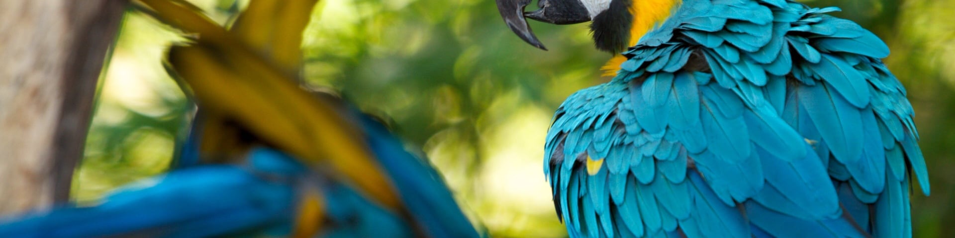 Santa Ana Zoo showing landscape views, bird life and zoo animals