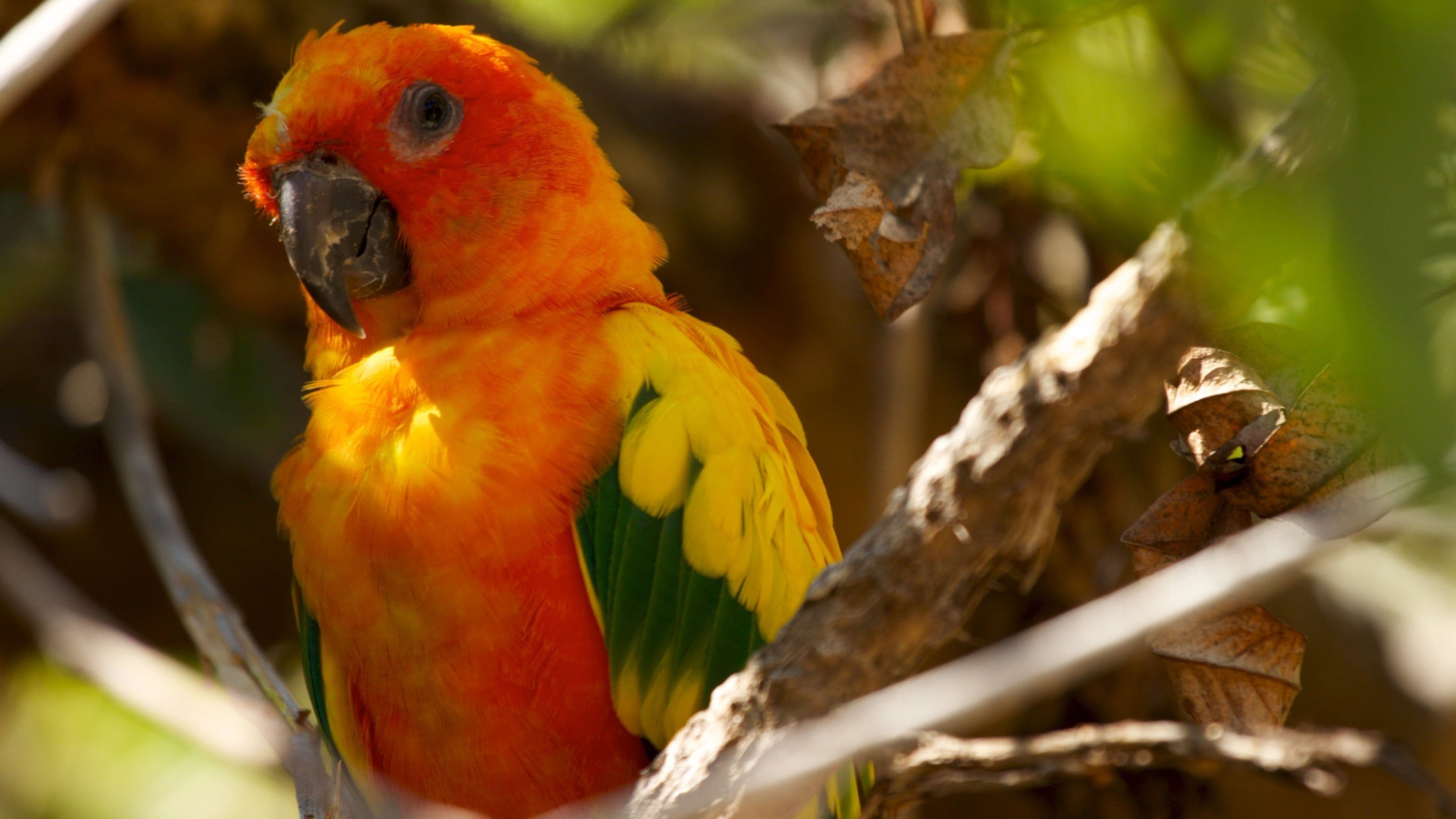 Parque zoológico de Santa Ana mostrando vida de las aves y animales del zoológico
