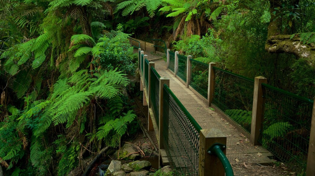夏尔布鲁克森林