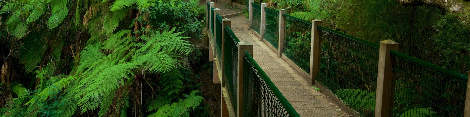 Sherbrooke Forest which includes a park
