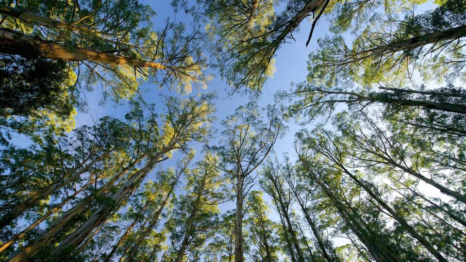 Ein dichter Wald mit hoch aufragenden Bäumen und einem klaren, blauen Himmel.