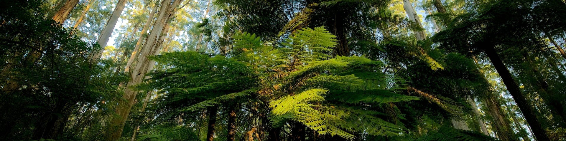Sherbrooke Forest featuring forests