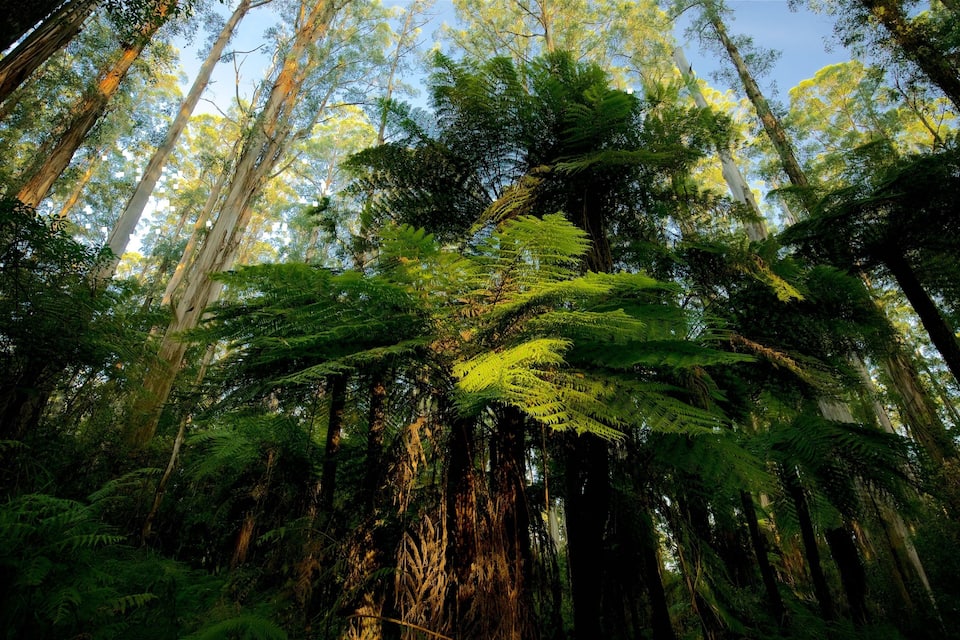 A dense forest with tall trees and lush green ferns.