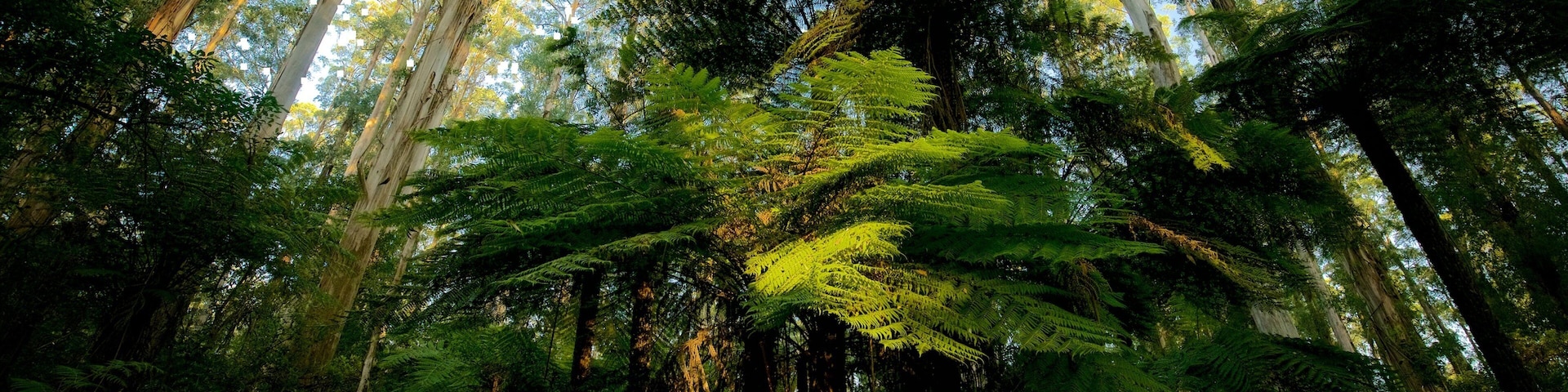 Sherbrooke Forest which includes forest scenes