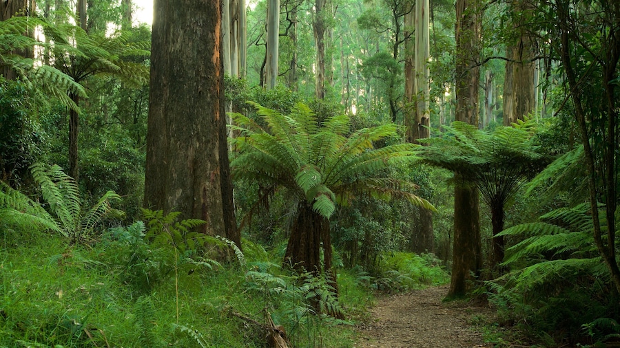 Sherbrooke Forest showing rainforest