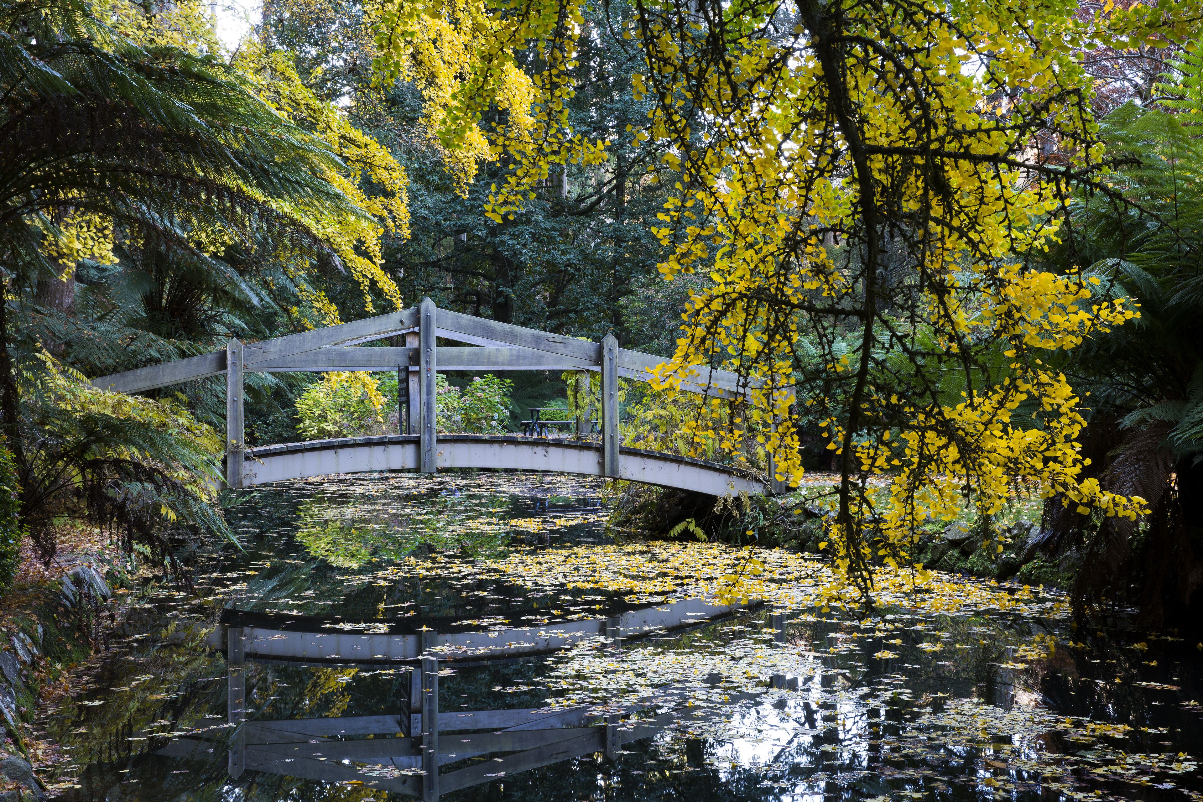 Autumn in the famous Alfred Nicholas Gardens in Melbourne's Dandenong Ranges featuring the reflection of a foot bridge in the pond.