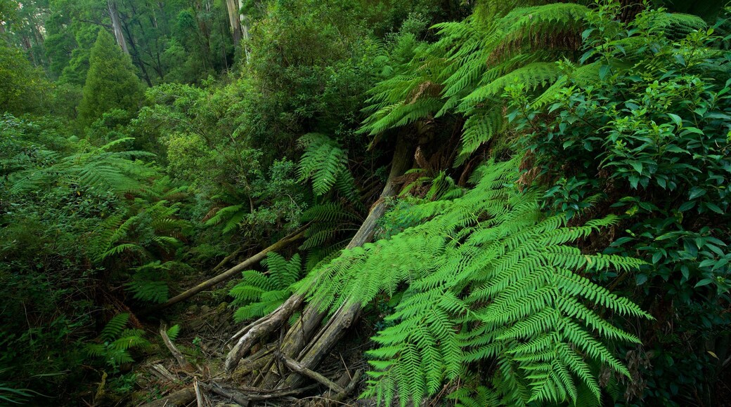 Rừng Sherbrooke có tính năng rừng rậm