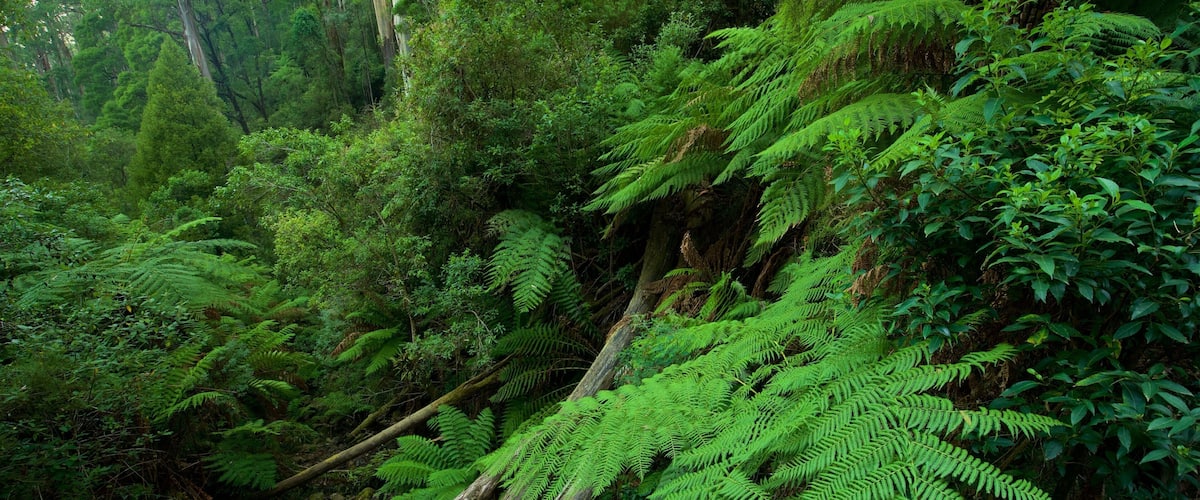 Sherbrooke Forest showing forests