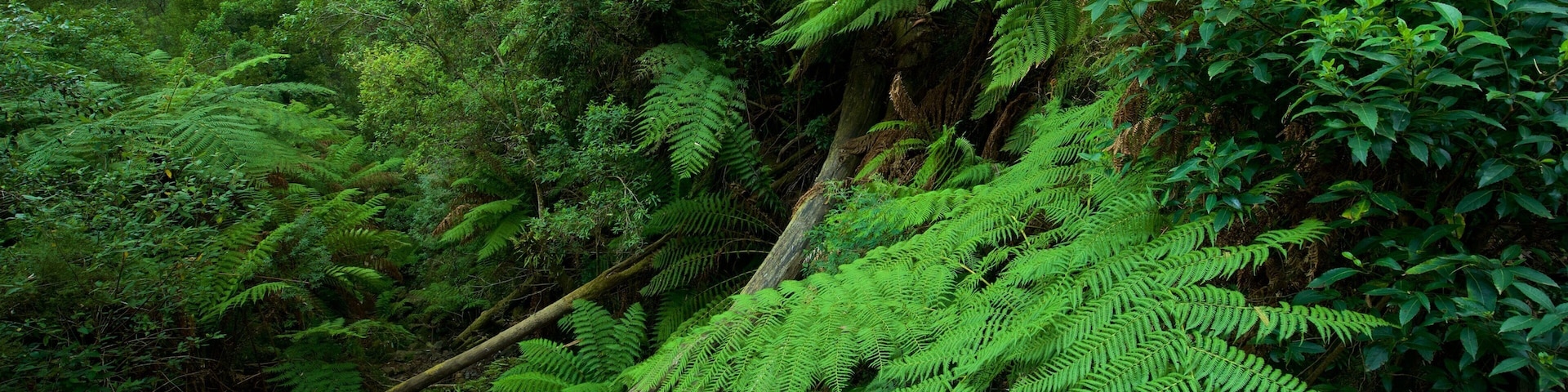 Sherbrooke Forest featuring forest scenes