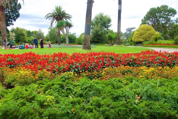 St. Kilda Botanical Gardens featuring a park and flowers