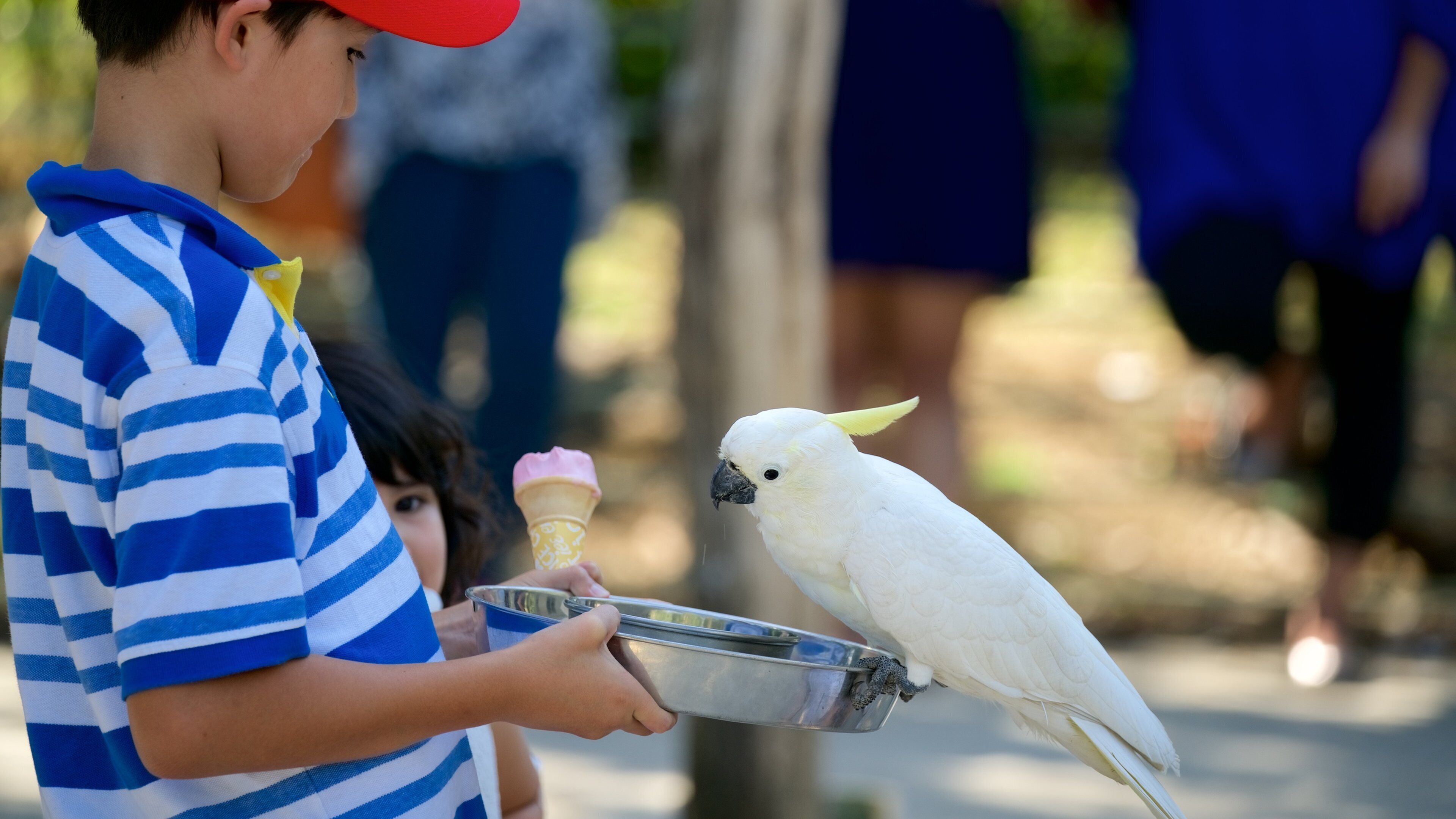 Grants Picnic Area mostrando vida das aves assim como uma criança sozinha