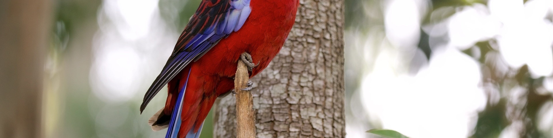 Grants Picnic Area which includes bird life
