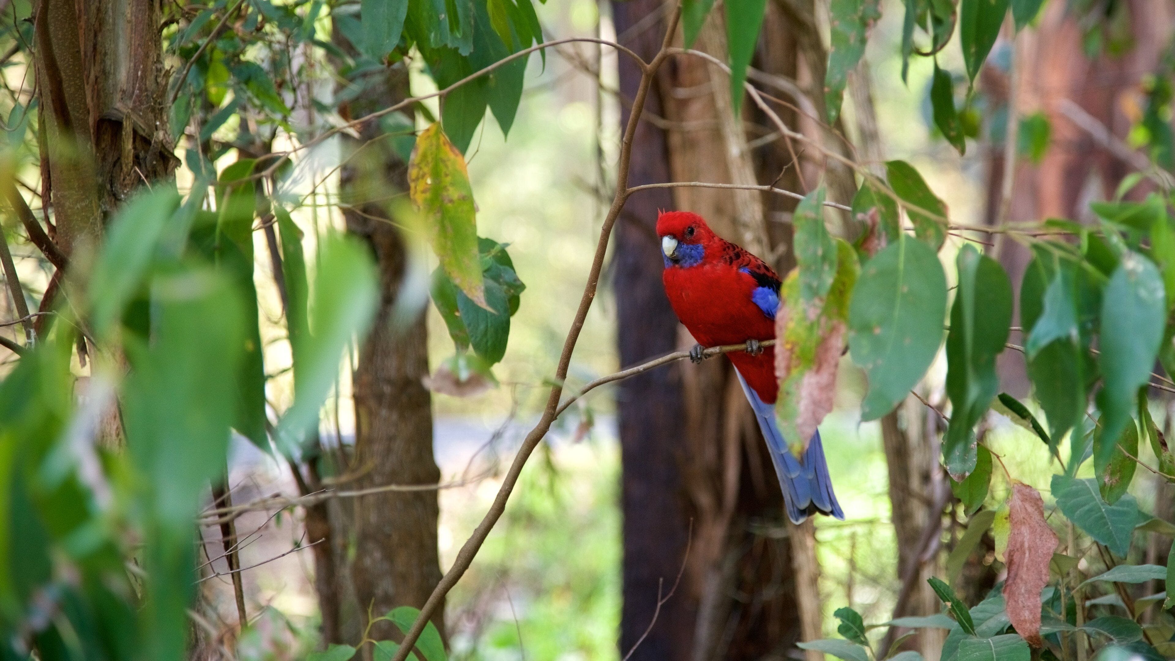 Grants Picnic Area showing bird life