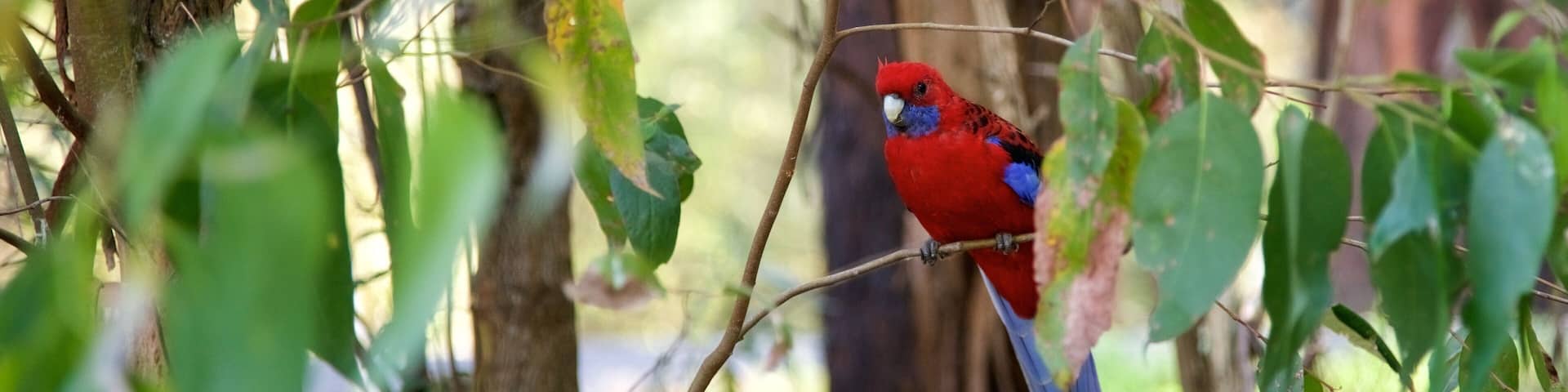 Grants Picnic Area showing bird life