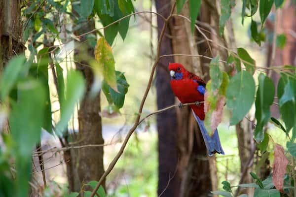 Grants Picnic Area showing bird life