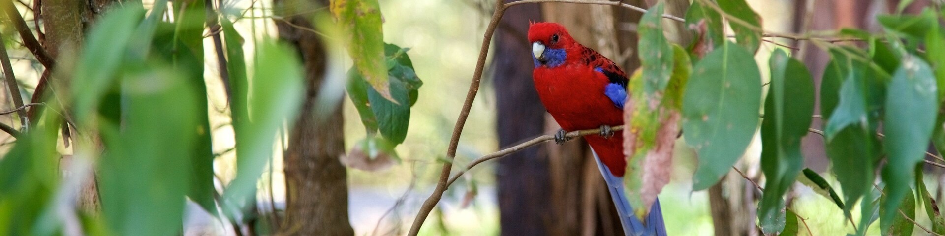 Grants Picnic Area showing bird life