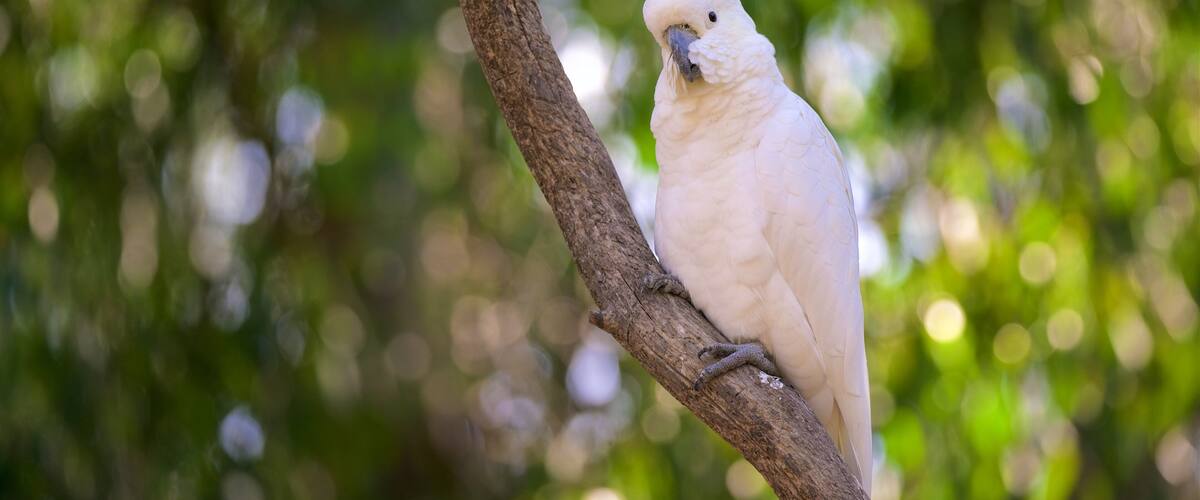 Grants Picnic Area das einen Vögel