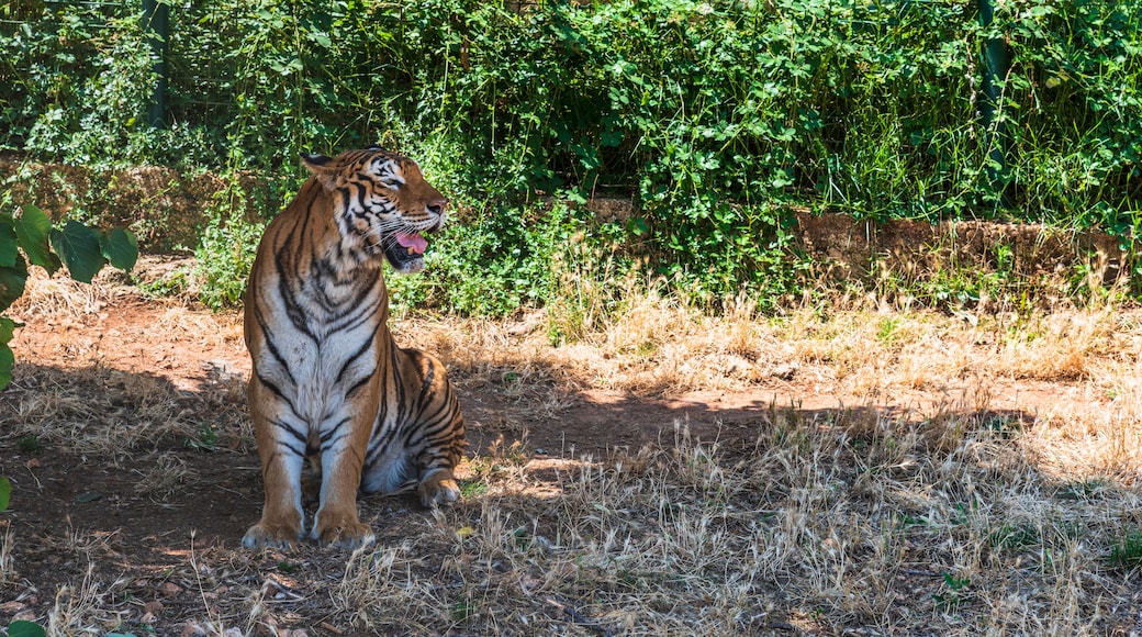 Zoosafarin elÀintarha