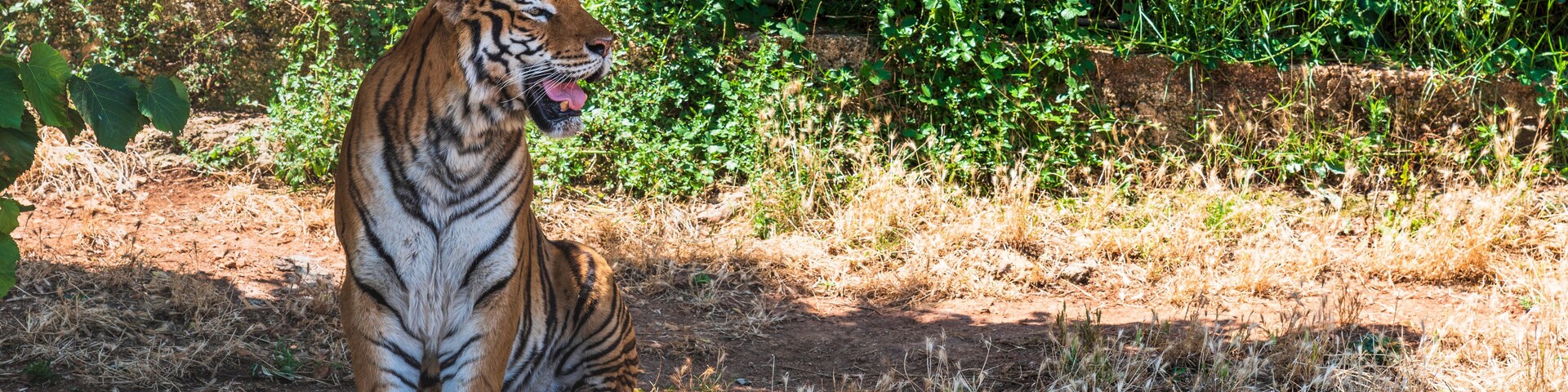 Animals from the Fasano safari zoo. Puglia
