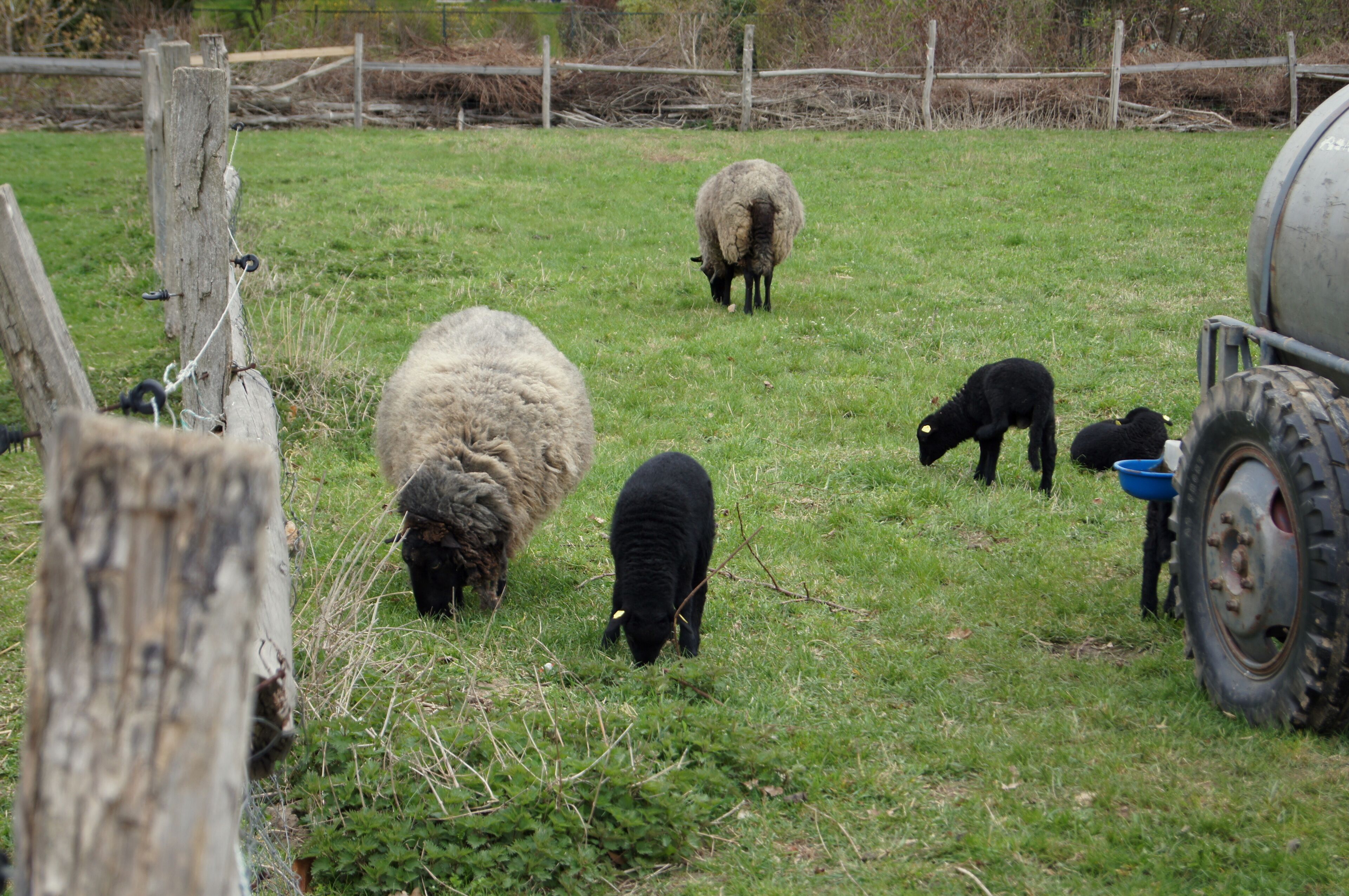 Open air museum Estate Dahlem in Berlin, Germany. Sheeps