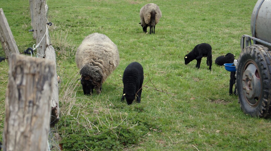 Open air museum Estate Dahlem in Berlin, Germany. Sheeps