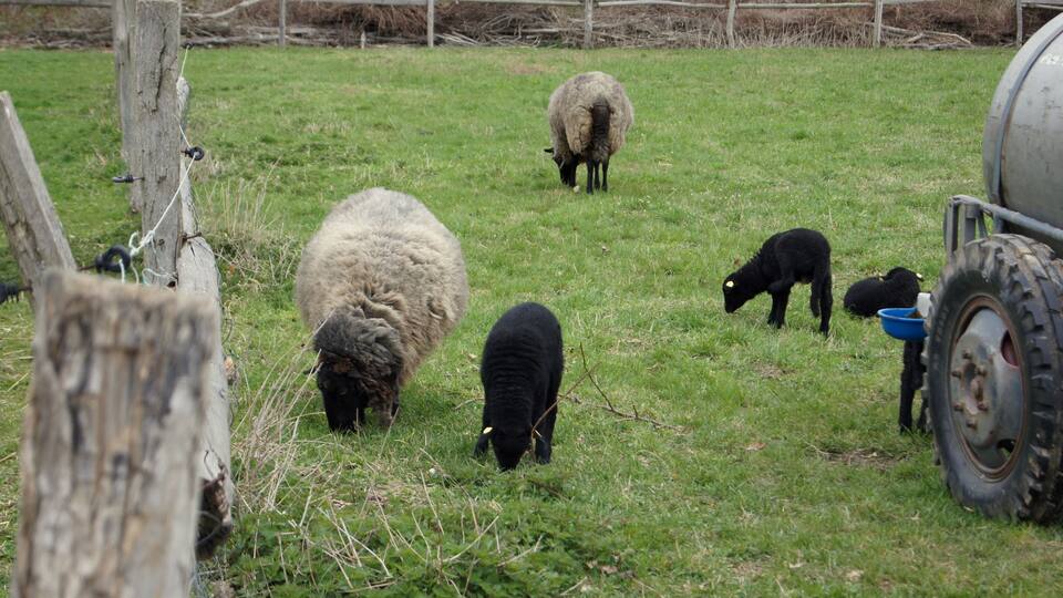Open air museum Estate Dahlem in Berlin, Germany. Sheeps