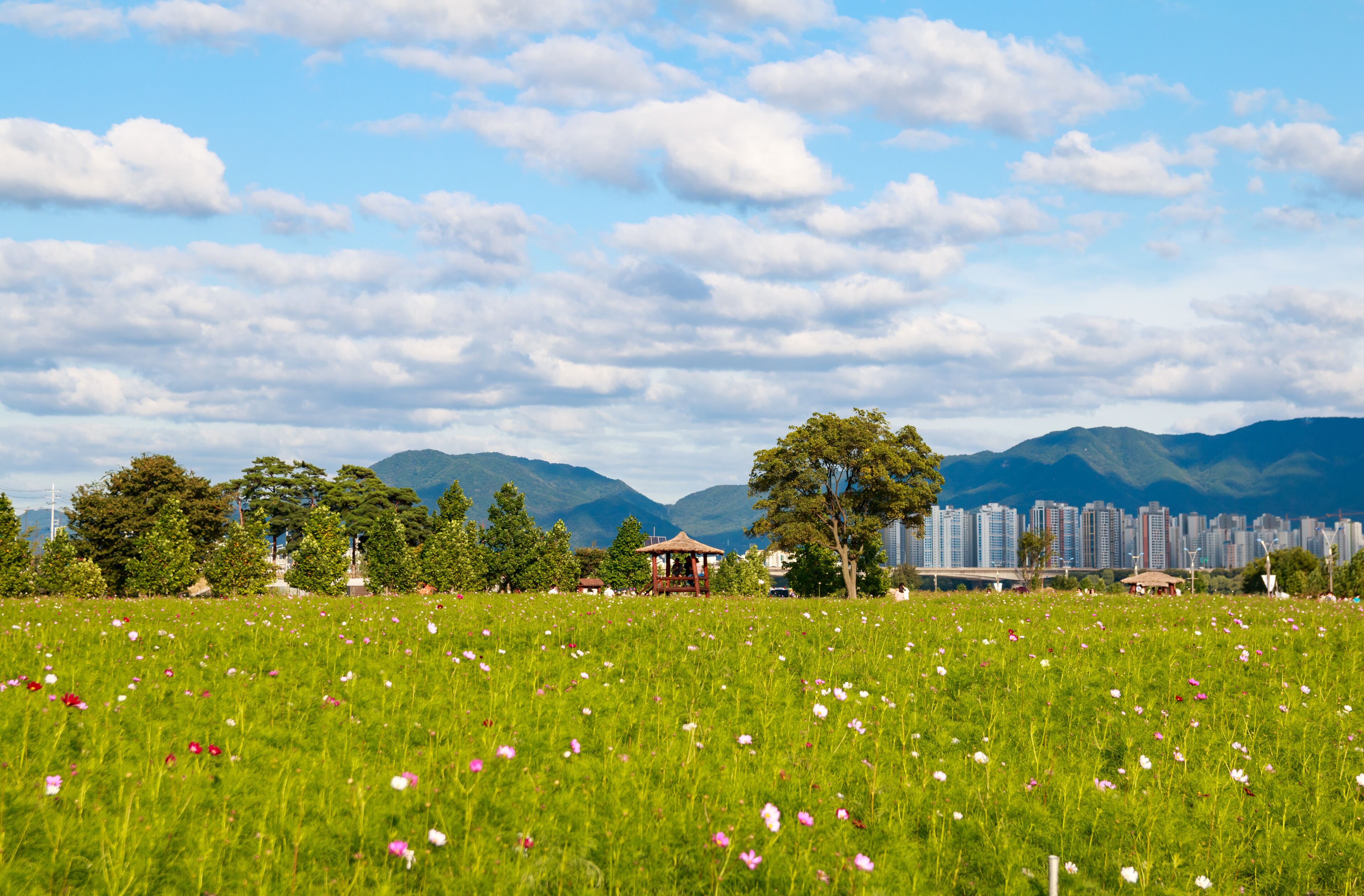 beautiful cosmos field