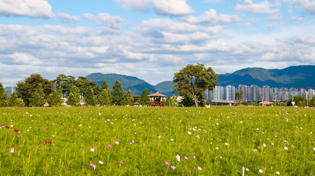 beautiful cosmos field