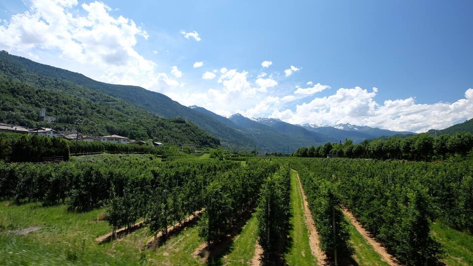 A vineyard with rows of grapevines, a mountain range, and a clear blue sky with clouds.