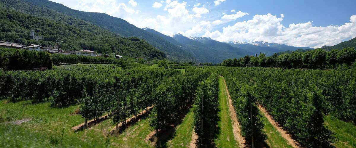 A vineyard with rows of grapevines, a mountain range, and a clear blue sky with clouds.