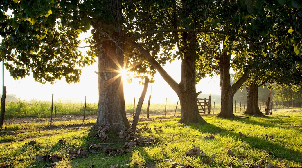Trees with a fence in a field at dawn