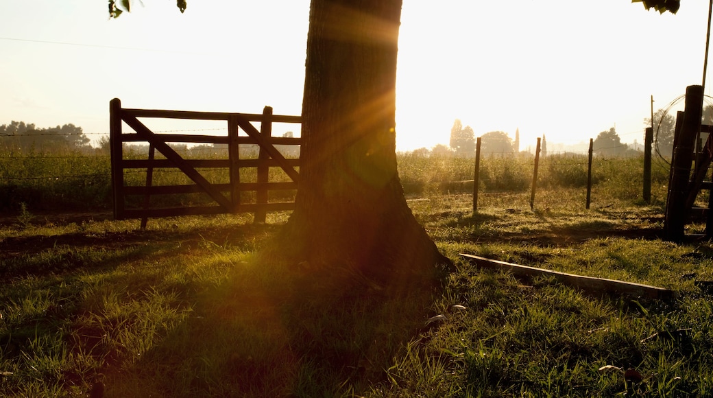 Trees with a fence in a field at dawn