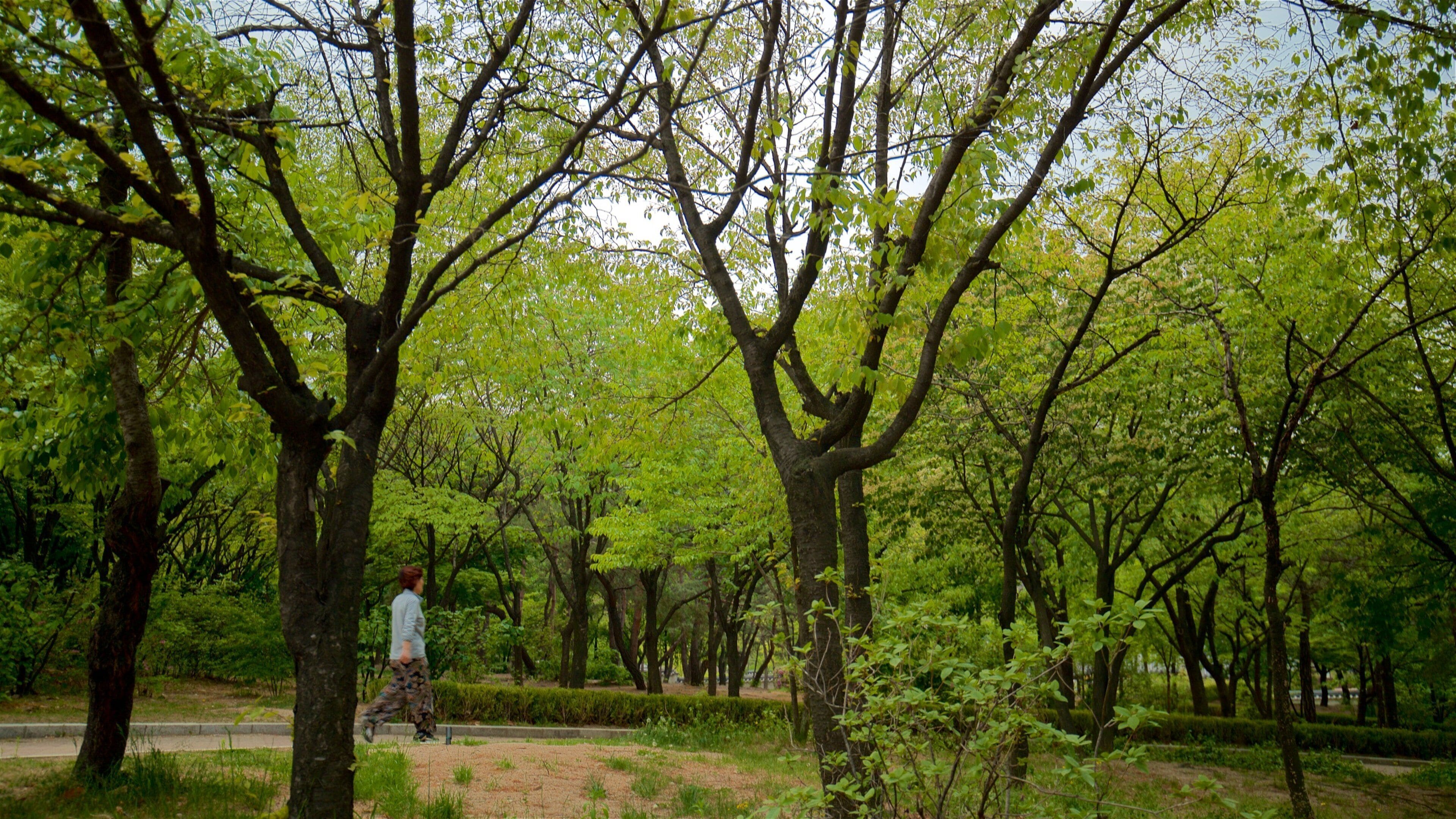 南山谷韓屋村 设有 遠足或散步 和 花園 以及 一名女性
