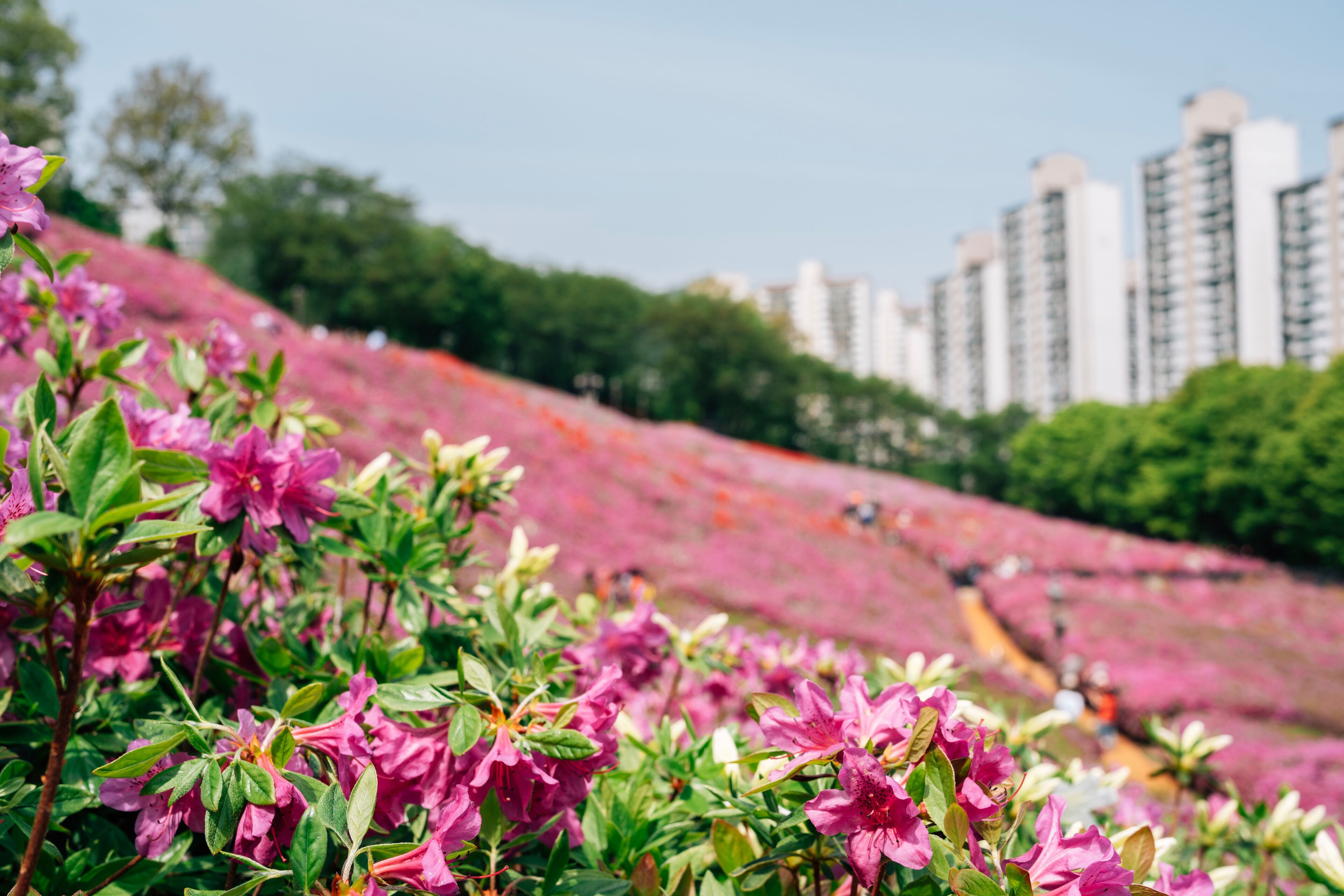 Royal Azaleas Hill Park flower festival in Gunpo, Korea