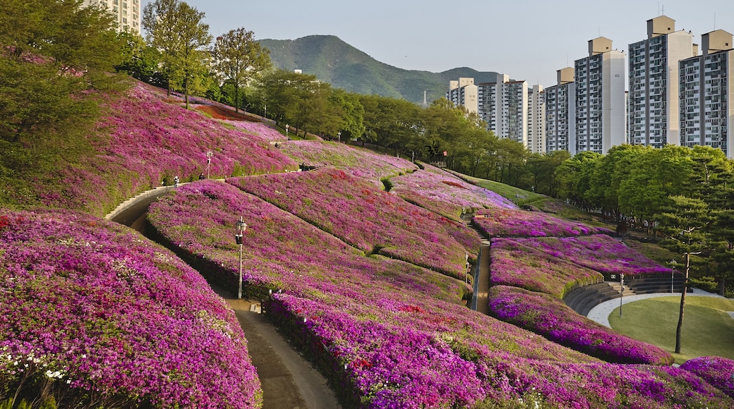 Sanbon-dong, Gunpo-si, Gyeonggi-do, South Korea - April 19, 2024: Spring view of royal pink azalea flowers with walking trail against apartments at Royal Azalea Hill