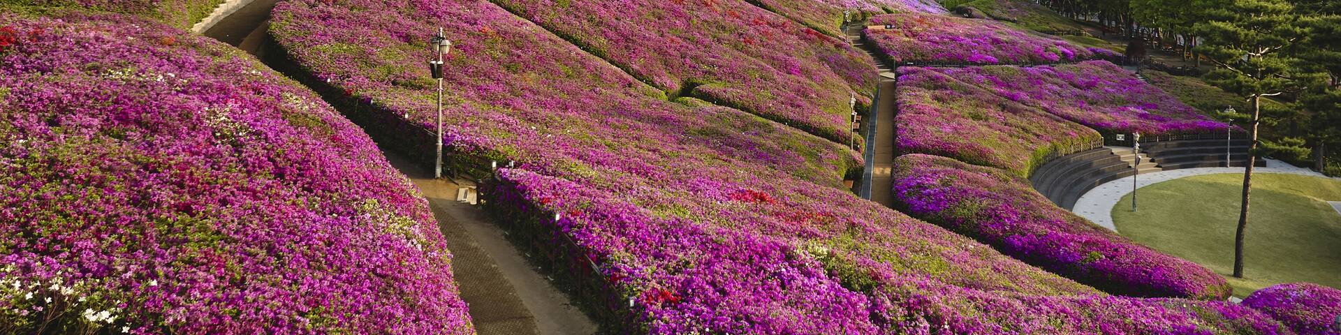 Sanbon-dong, Gunpo-si, Gyeonggi-do, South Korea - April 19, 2024: Spring view of royal pink azalea flowers with walking trail against apartments at Royal Azalea Hill