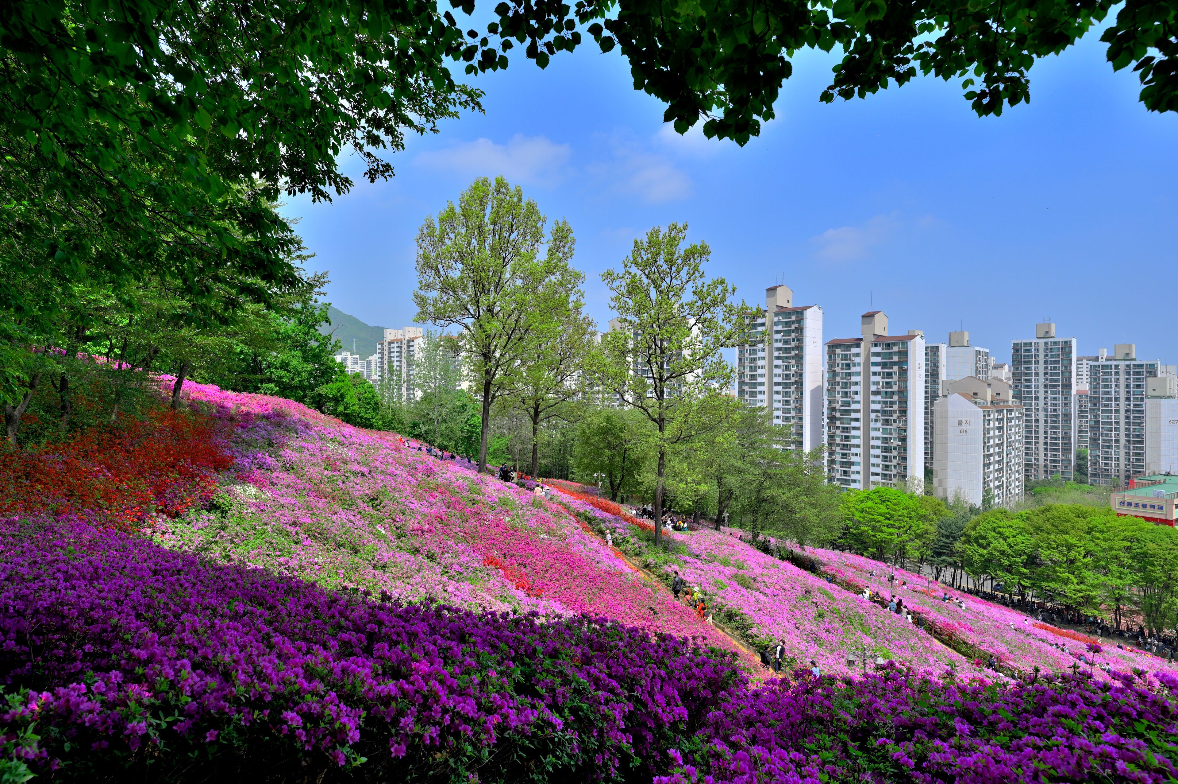 철쭉동산, つつじ公園、山本新都市、軍浦市、京畿道、韓国