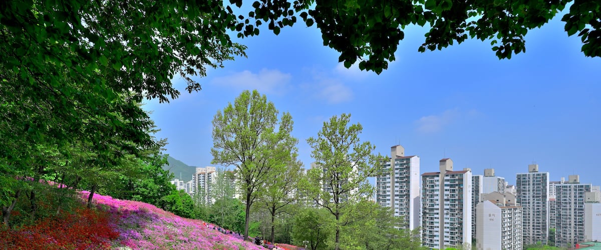 A hillside with purple azaleas, a cityscape with tall buildings, and a clear blue sky.