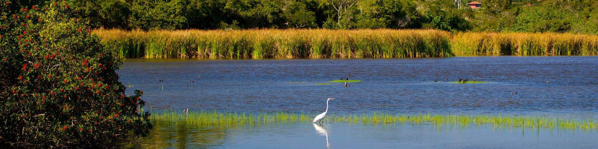 A lake with a white heron standing in the water, surrounded by lush greenery and houses on a hill in the background.