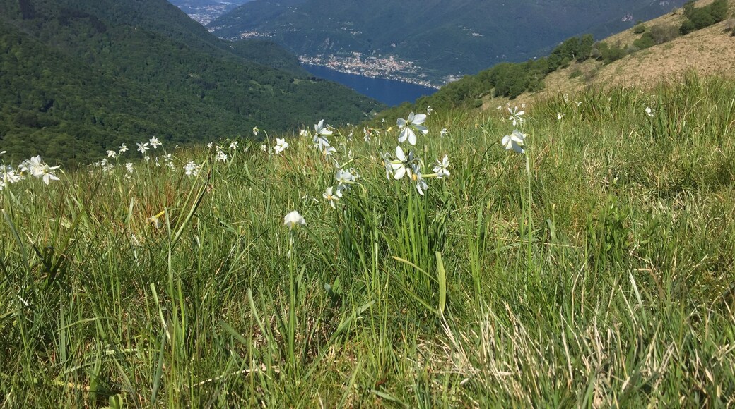 Triangolo Lariano (Q47477655)
