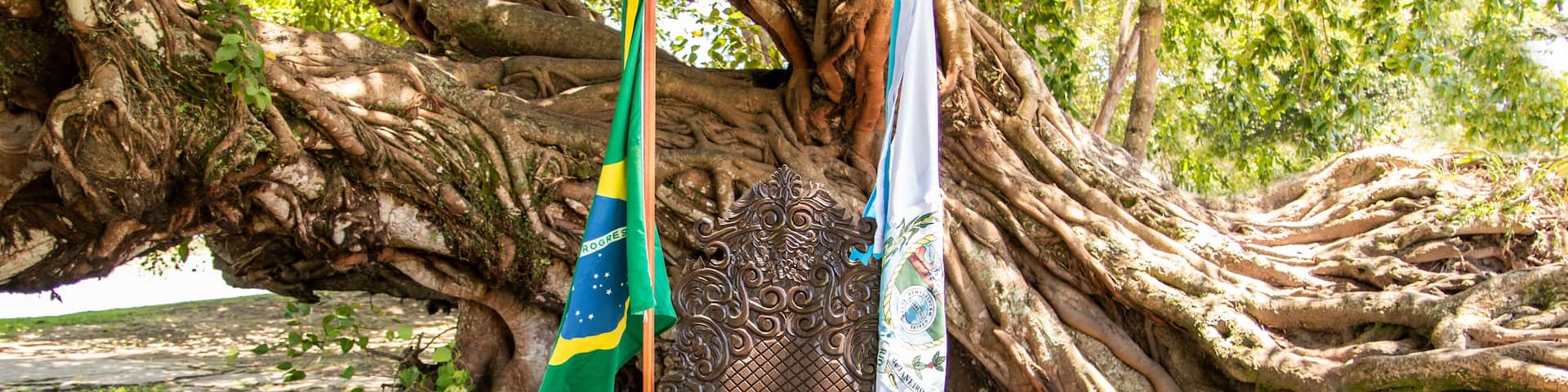 graduation chair with flags of brazil and state of rio de janeiro at old fig tree, árvore figueira-benjamim (Ficus benjamina), Beira Rio, Barra de São João, Casimiro de Abreu, Rio de Janeiro