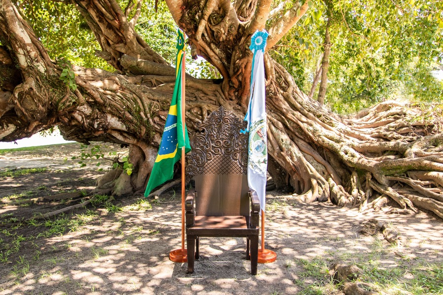 graduation chair with flags of brazil and state of rio de janeiro at old fig tree, árvore figueira-benjamim (Ficus benjamina), Beira Rio, Barra de São João, Casimiro de Abreu, Rio de Janeiro