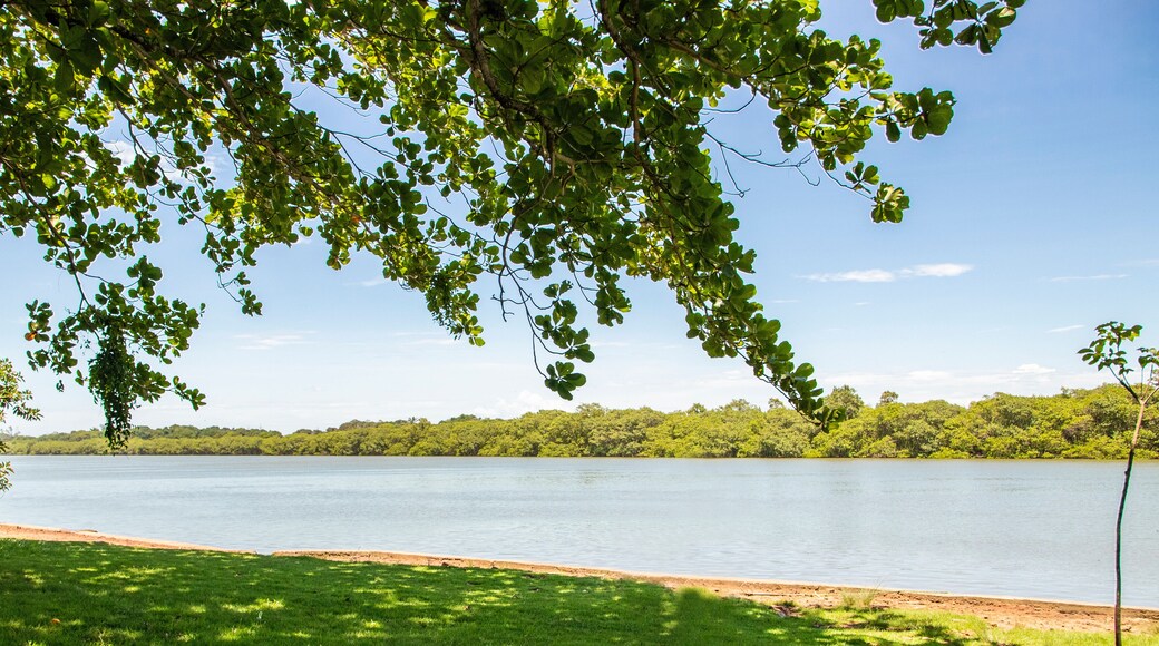Terminalia catappa, country almond, Indian almond, Malabar almond, sea almond, false kamani at Beira Rio, Barra de São João, Casimiro de Abreu, Rio de Janeiro, Brazil