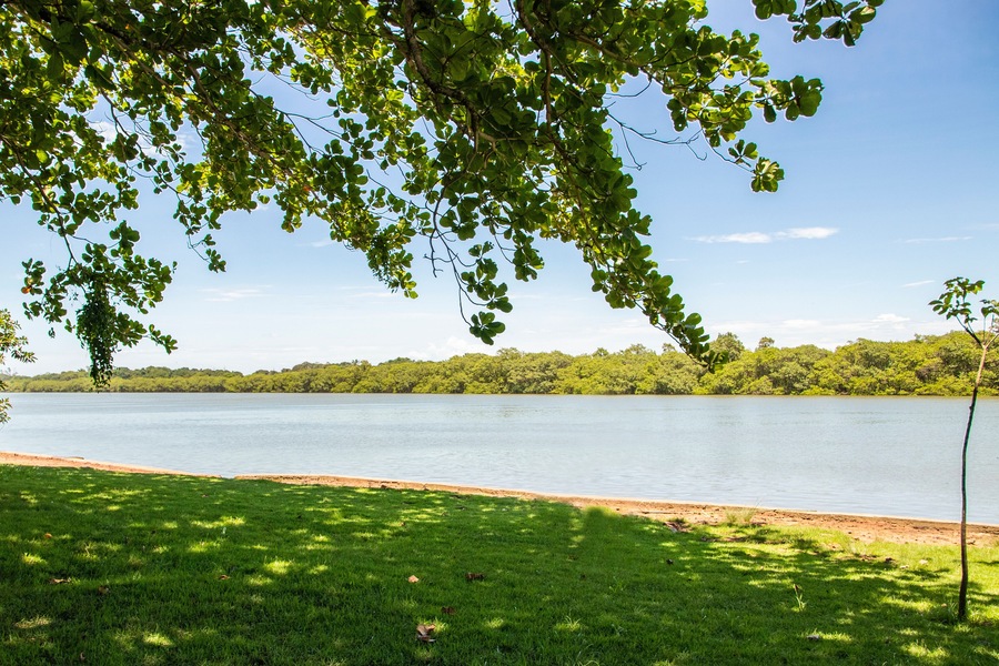Terminalia catappa, country almond, Indian almond, Malabar almond, sea almond, false kamani at Beira Rio, Barra de São João, Casimiro de Abreu, Rio de Janeiro, Brazil