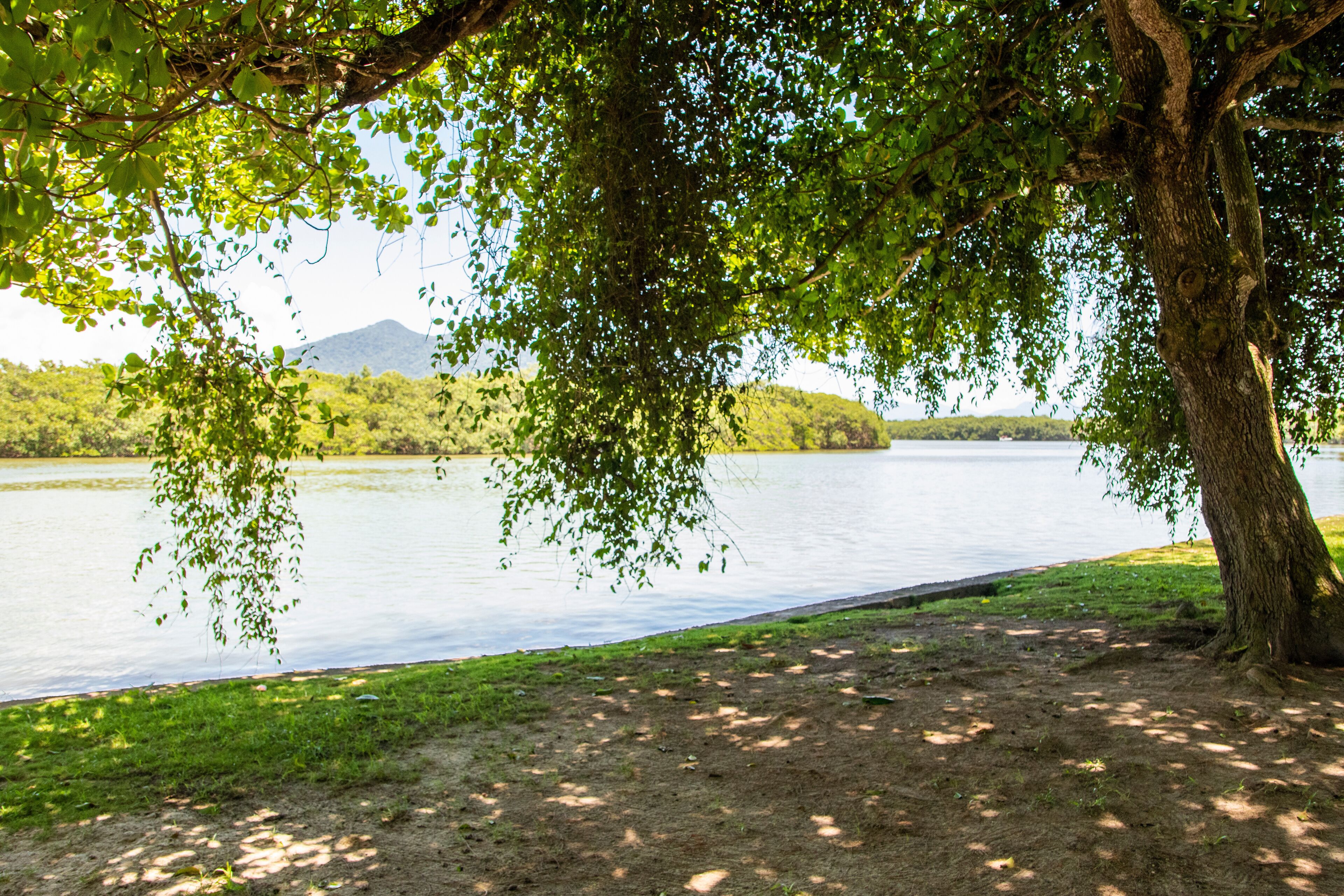 Terminalia catappa, country almond, Indian almond, Malabar almond, sea almond, false kamani at Beira Rio, Barra de São João, Casimiro de Abreu, Rio de Janeiro, Brazil