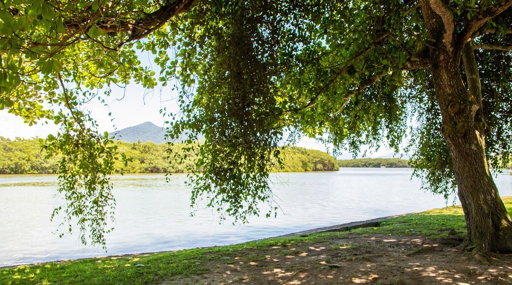 Terminalia catappa, country almond, Indian almond, Malabar almond, sea almond, false kamani at Beira Rio, Barra de São João, Casimiro de Abreu, Rio de Janeiro, Brazil