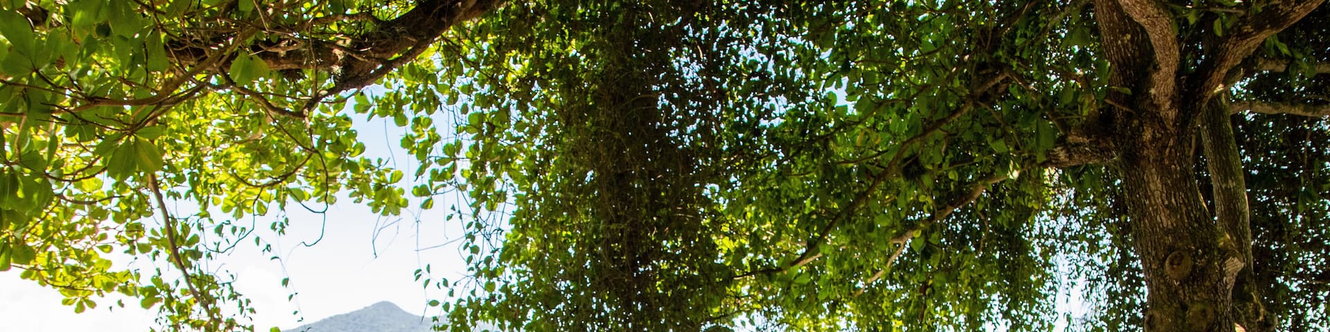 Terminalia catappa, country almond, Indian almond, Malabar almond, sea almond, false kamani at Beira Rio, Barra de São João, Casimiro de Abreu, Rio de Janeiro, Brazil
